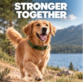 Adjustable Nylon Dog Collar